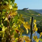 Weingut Brohl